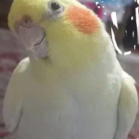 یک عروس هلندی ماه دستی هم هست