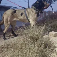 پژدر