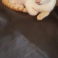 گربه 3 ماهه نارنجی