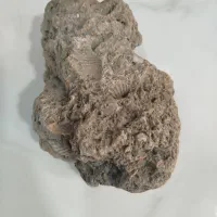 فسیل دریا