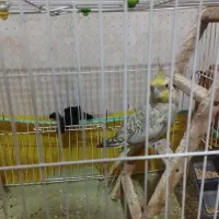 دو عدد عروس هلندی سالم