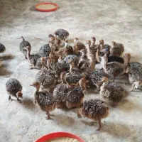 پیش فروش جوجه شترمرغ 20 روزه و یک ماهه