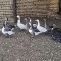 غاز|حیوانات مزرعه|برخوار, |دیوار