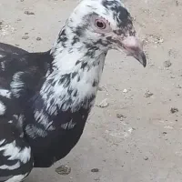 کبوتر