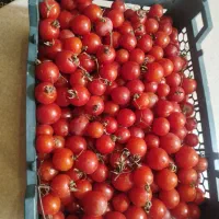 فروش فوری گوجه گیلاسی بسیار ارزان