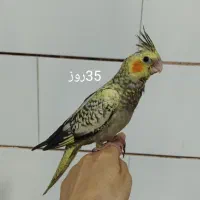 عروس هلندی پیدا شده