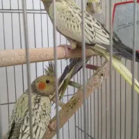 عروس هلندی