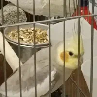عروس هلندی نر و ماده بالغ
