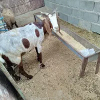 بز پاکستانی