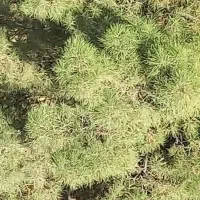 2-هکتار-زمین-لب-جاده-روبرو-پلیس-راه-خرامه-به-شیراز