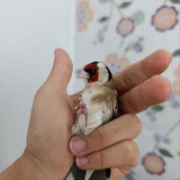 سهره|پرنده|ملایر, |دیوار