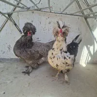 دو عدد مرغ کاکلی پاپر تخم گذار