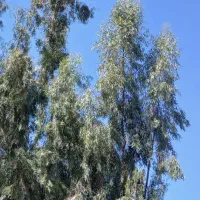 گل و گیاه