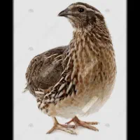 تعدادی بلدرچین به فروش میرسد