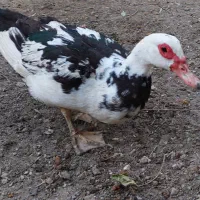 تخم نطفه دار اردک مسکووی (Muscovy Duck)