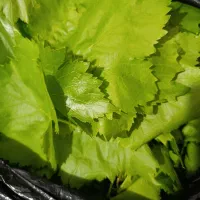 برگ مو ترو تازه