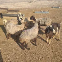 میش آبستن|حیوانات مزرعه|شیراز, کوشک بیدک|دیوار