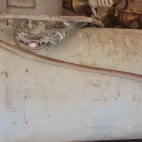 کپسول گاز lpg پراید