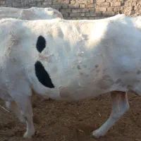 گاو