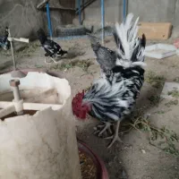 سه تا خروس گلین و چهل تاج فروشی