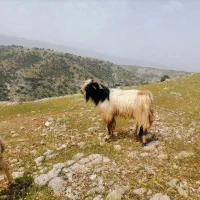 سابرین