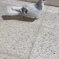 کفتر ساده