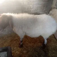 میش فروشی