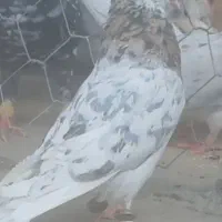 کفتر
