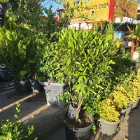 برگ بو بافت ۴ تایی تنه زیبا