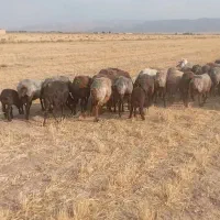 میش زاییده  داشتی