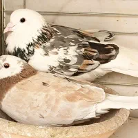 کفتر ۱۰ جفت نرو ماده جواب داده اصیل