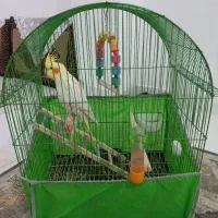 عروس هلندی نر سخنگو