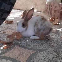 خرگوش واکسن زده ناز 300