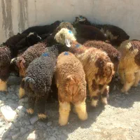 ۱۴ بره سپیدان