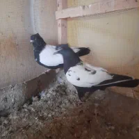 جفت سینه سیاه