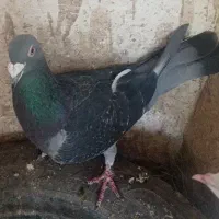 کبوتر