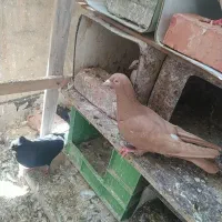 ساری ریحانی. ماده