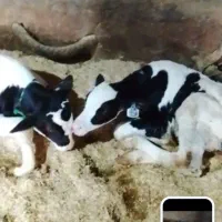 گاو شیر با دوتا گوساله