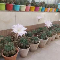 گل کاکتوس