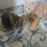 بچه گربه خانگی