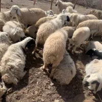 فروش قریب ۱۰۰ رای گوسفند نر و ماده و میش ابستن