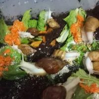 واگذاری فارم حلزون