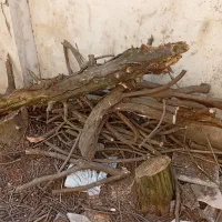 چوب رایگان مجانی