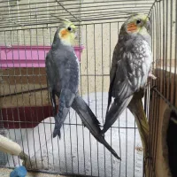 عروس هلندی