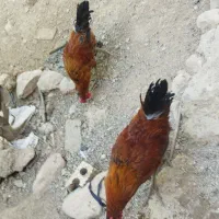 چند تا خروسک برا فروش