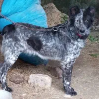 سگ قدرجونی  نگهبان و گله ای