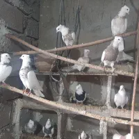 فروش کبوتر طوقی