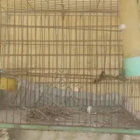 قفس پرنده