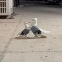کبوتر سوز شور