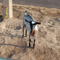 بز سلاله